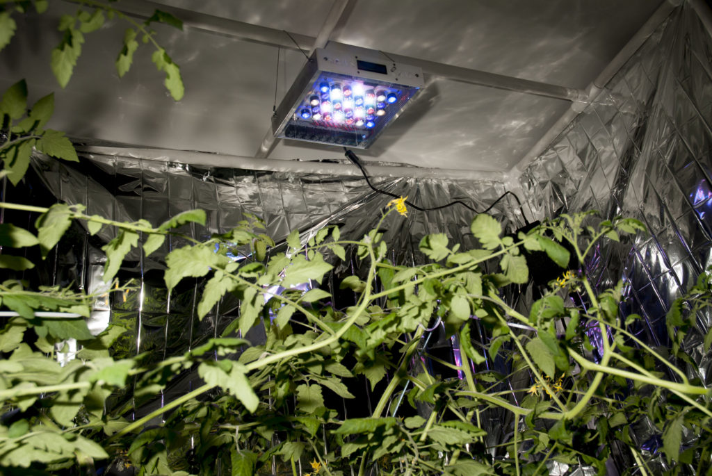 Sirius XTC Plant Growing Hydroponic Tomatoes